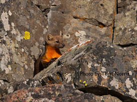 pine marten